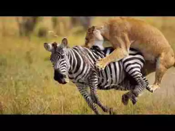 Video: Most Fascinating Big Cat Attacks including Cheetahs, Lions, Jaguar, Tiger, Lynx, Leopard